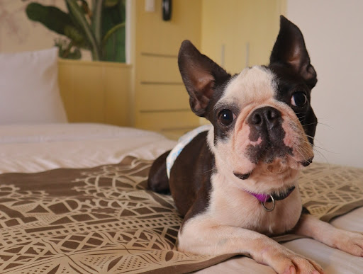 Luxury hotel room with a dog